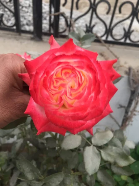 Belle Naturelle Comme Fleur Couleur Ciel Katmandou Népal — Photo