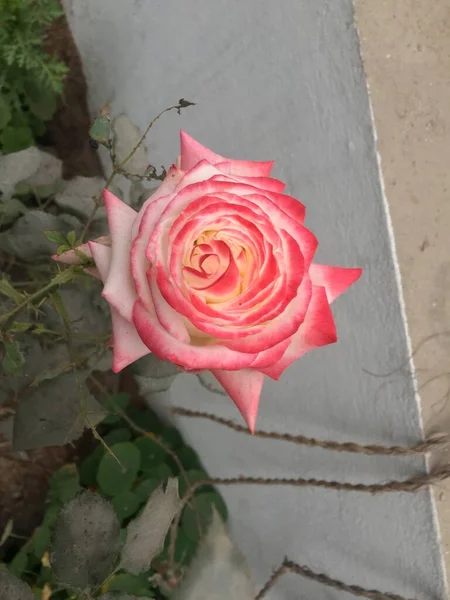 Vackra Och Naturliga Som Himlen Färgar Blomma Katmandu Nepal — Stockfoto