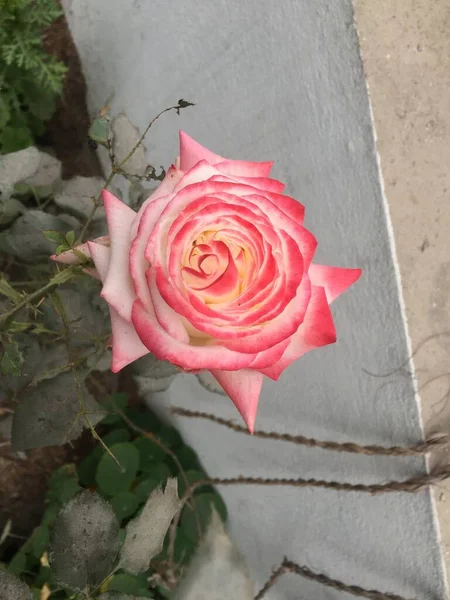 Linda Natural Como Flor Cor Céu Kathmandu Nepal — Fotografia de Stock