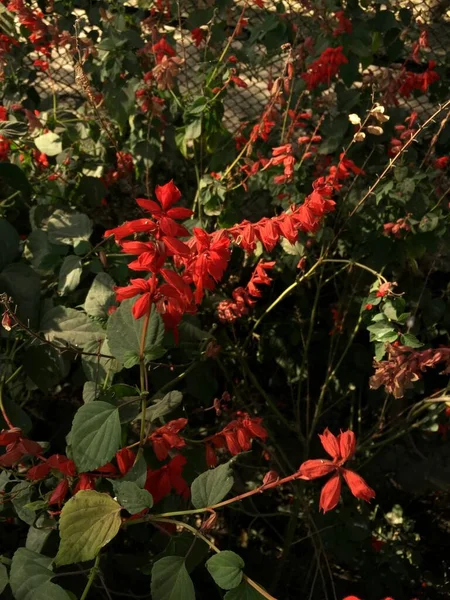 Hermosa Natural Como Flor Del Color Del Cielo Katmandú Nepal —  Fotos de Stock