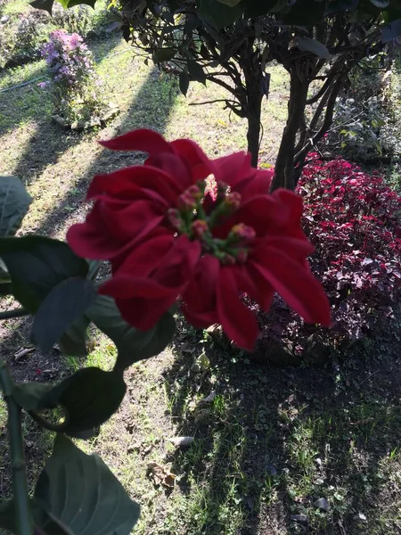 Hermosa Natural Como Flor Del Color Del Cielo Katmandú Nepal — Foto de Stock