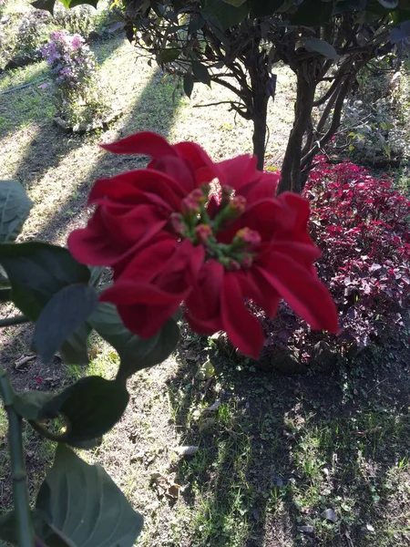 Smukke Naturlige Som Himlen Farve Blomst Kathmandu Nepal - Stock-foto