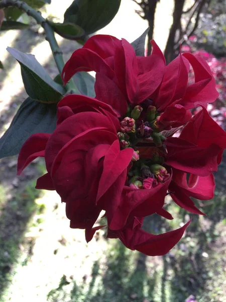 Hermosa Natural Como Flor Del Color Del Cielo Katmandú Nepal — Foto de Stock