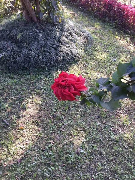 Güzel ve Doğal Cennet Rengi Çiçeği Katmandu, Nepal 'de