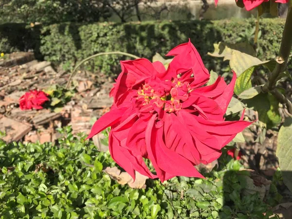 Hermosa Natural Como Flor Del Color Del Cielo Katmandú Nepal — Foto de Stock