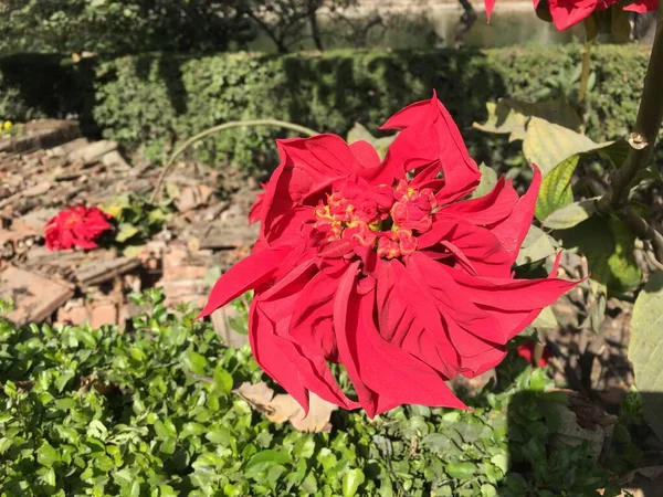 Linda Natural Como Flor Cor Céu Kathmandu Nepal — Fotografia de Stock