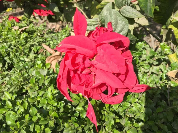 Hermosa Natural Como Flor Del Color Del Cielo Katmandú Nepal — Foto de Stock