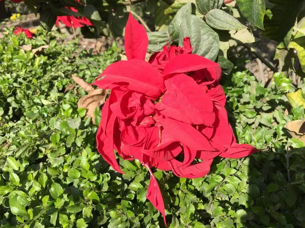 Belle Naturelle Comme Fleur Couleur Ciel Katmandou Népal — Photo