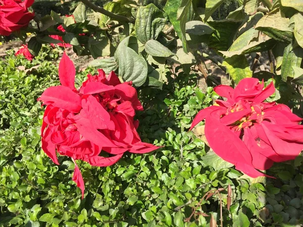 Schön Und Natürlich Wie Eine Himmlische Blume Kathmandu Nepal — Stockfoto