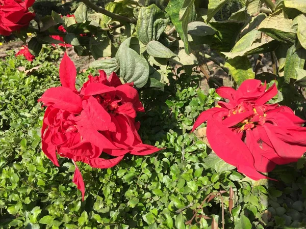 Hermosa Natural Como Flor Del Color Del Cielo Katmandú Nepal — Foto de Stock