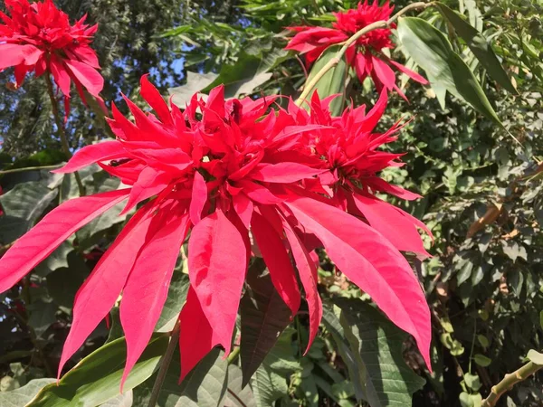 Hermosa Natural Como Flor Del Color Del Cielo Katmandú Nepal — Foto de Stock