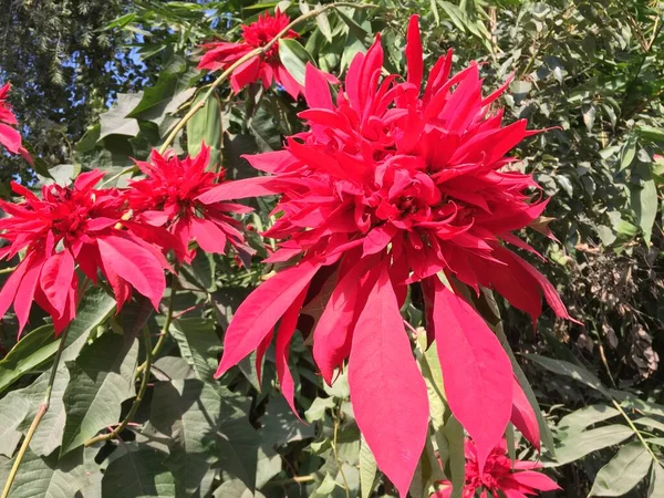 Linda Natural Como Flor Cor Céu Kathmandu Nepal — Fotografia de Stock