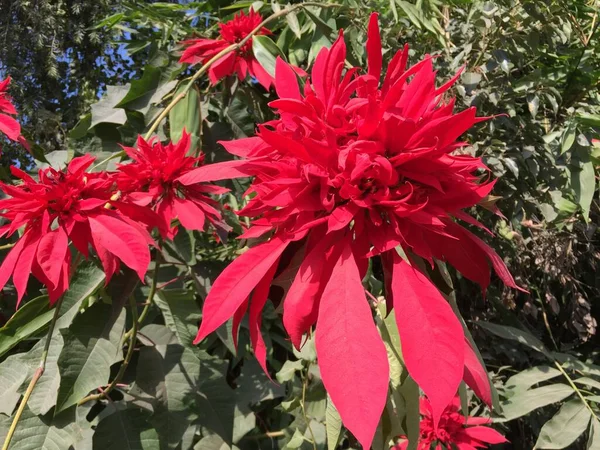 Hermosa Natural Como Flor Del Color Del Cielo Katmandú Nepal — Foto de Stock