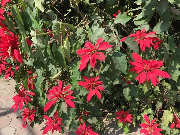 Hermosa Natural Como Flor Del Color Del Cielo Katmandú Nepal — Foto de Stock