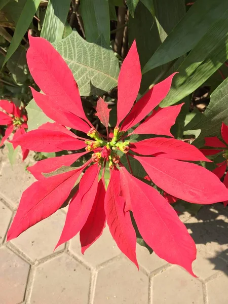 Όμορφο Και Φυσικό Σαν Τον Ουρανό Λουλούδι Χρώμα Στο Κατμαντού — Φωτογραφία Αρχείου