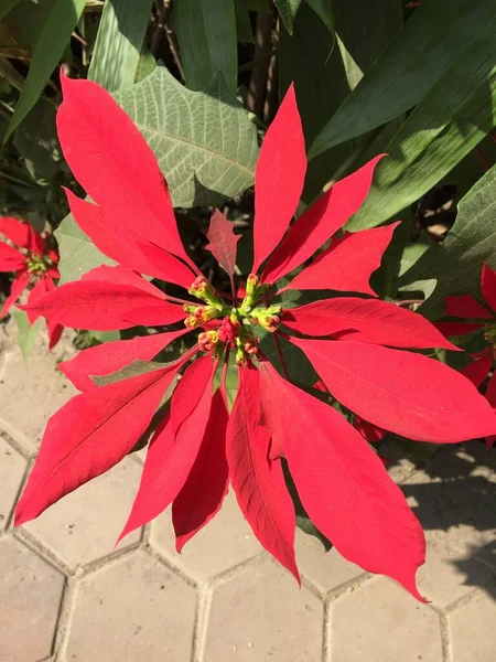 Hermosa Natural Como Flor Del Color Del Cielo Katmandú Nepal — Foto de Stock