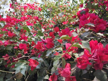 Güzel ve Doğal Cennet Rengi Çiçeği Katmandu, Nepal 'de