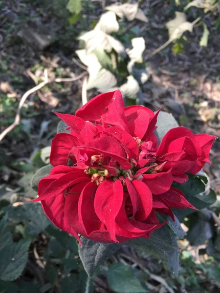 Piękny Naturalny Jak Niebo Kolor Kwiat Katmandu Nepal — Zdjęcie stockowe