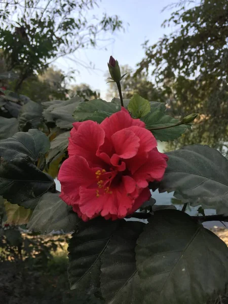 Smukke Naturlige Som Himlen Farve Blomst Kathmandu Nepal - Stock-foto