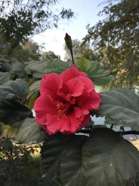 Gyönyörű Természetes Mint Színe Virág Kathmandu Nepál — Stock Fotó