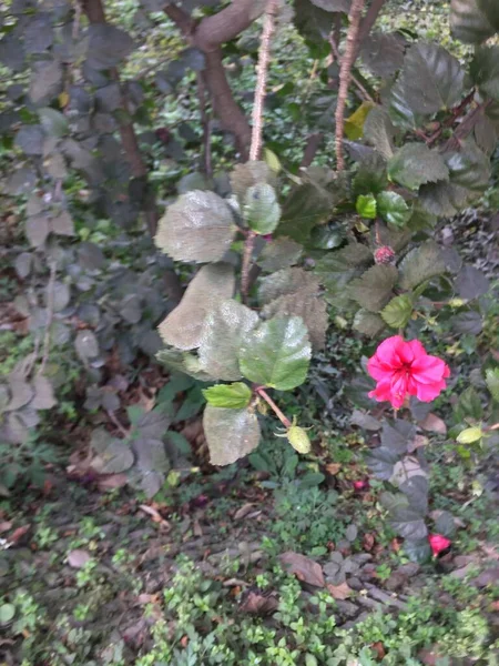 Hermosa Natural Como Flor Del Color Del Cielo Katmandú Nepal — Foto de Stock