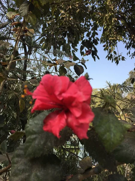 Smukke Naturlige Som Himlen Farve Blomst Kathmandu Nepal - Stock-foto