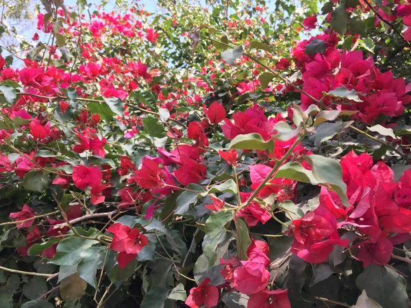 Smukke Naturlige Som Himlen Farve Blomst Kathmandu Nepal - Stock-foto