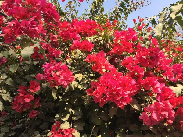 Piękny Naturalny Jak Niebo Kolor Kwiat Katmandu Nepal — Zdjęcie stockowe