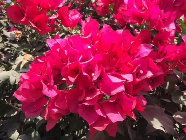 Όμορφο Και Φυσικό Σαν Τον Ουρανό Λουλούδι Χρώμα Στο Κατμαντού — Φωτογραφία Αρχείου