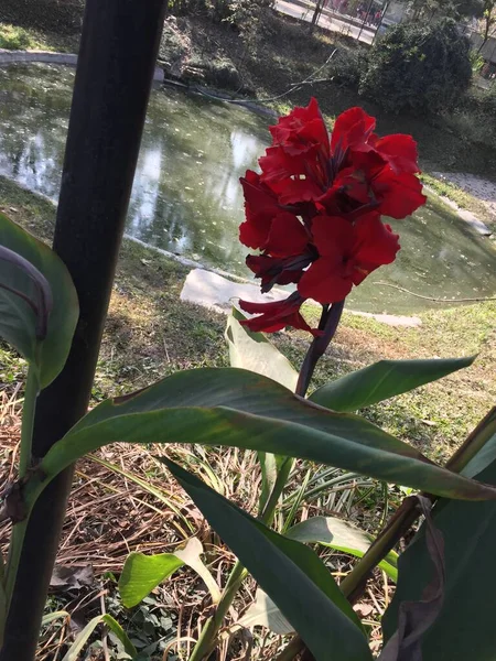 Belle Naturelle Comme Fleur Couleur Ciel Katmandou Népal — Photo