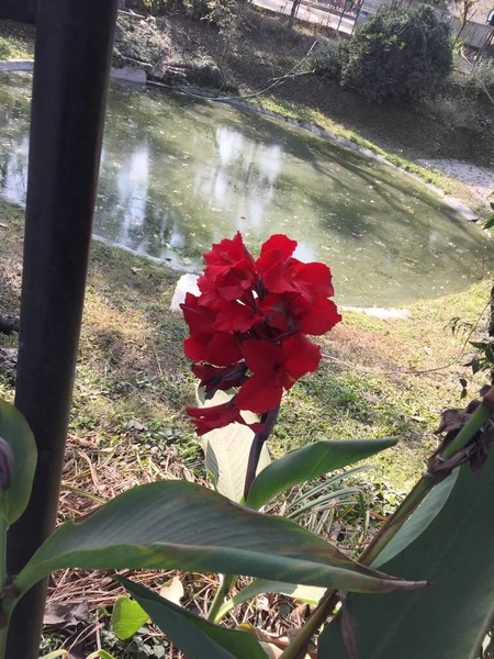 Hermosa Natural Como Flor Del Color Del Cielo Katmandú Nepal — Foto de Stock