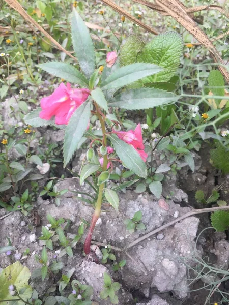 Beautiful Natural Heaven Color Flower Kathmandu Nepal — Stock Photo, Image