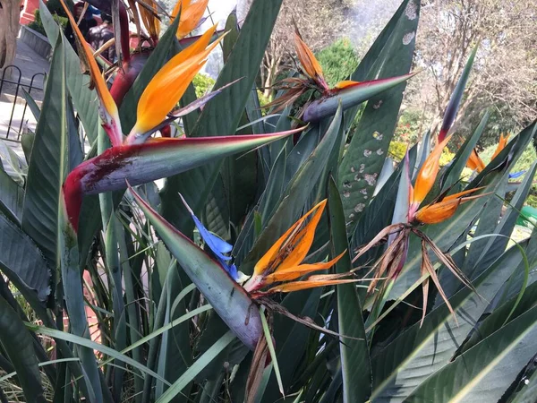 Bella Naturale Come Fiore Colore Del Cielo Kathmandu Nepal — Foto Stock