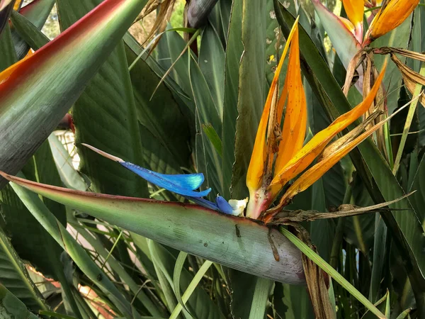 Hermosas Flores Pájaro Del Paraíso Planta Plena Floración Estacional Sobre — Foto de Stock