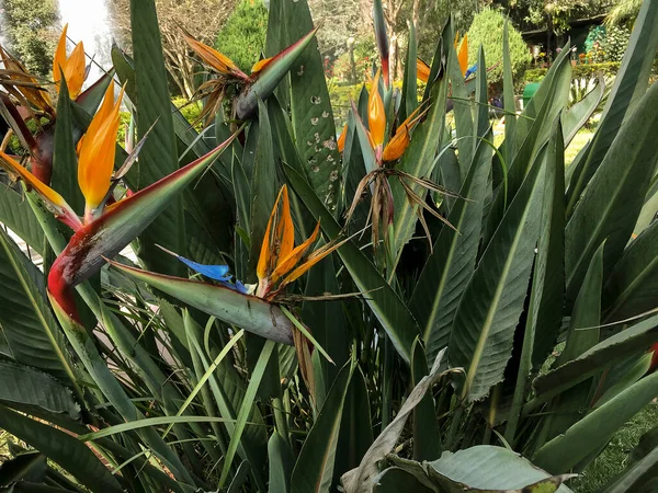 Hermosas Flores Pájaro Del Paraíso Planta Plena Floración Estacional Sobre — Foto de Stock