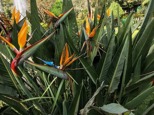 Bei Fiori Uccello Del Paradiso Pianta Piena Fioritura Stagionale Uno — Foto Stock