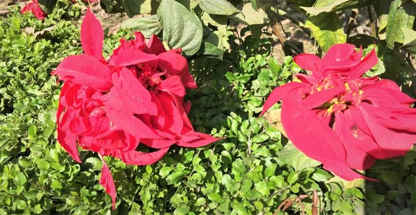 Κόκκινα Λουλούδια Και Φύλλα Της Ποϊνσέττιας Συμβολίζουν Την Εορταστική Περίοδο — Φωτογραφία Αρχείου