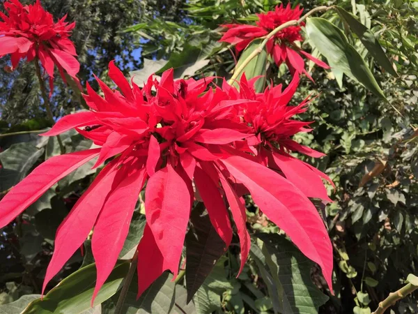 Flor Poinsétia Vermelha Folhas Simbolizam Época Festiva Natal — Fotografia de Stock