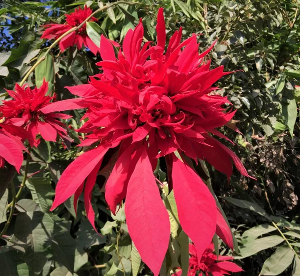 Fiore Foglie Poinsettia Rossa Simboleggiano Stagione Delle Feste Natalizie — Foto Stock