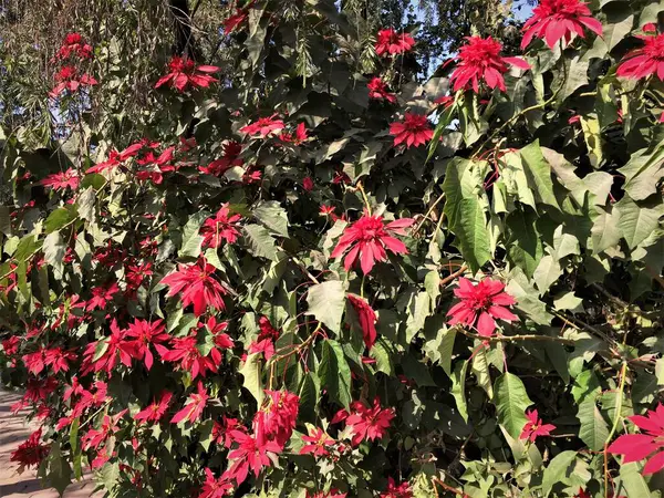 Flor Roja Poinsettia Las Hojas Simbolizan Temporada Festiva Navidad — Foto de Stock