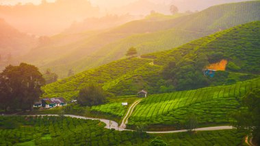 Cameron Highland 'ın tepesinde, çay vadisinde ve Malezya' da gün doğumunda. Uzun süre maruz kalmaktan dolayı hafif hafif odaklanma ve gürültü