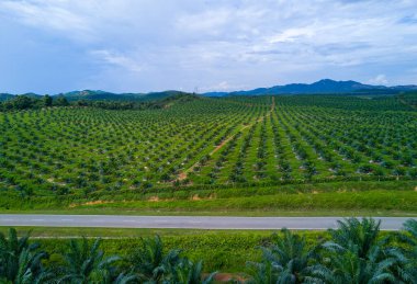Doğu Asya 'daki petrol palmiyesi plantasyonunun Arial manzarası.