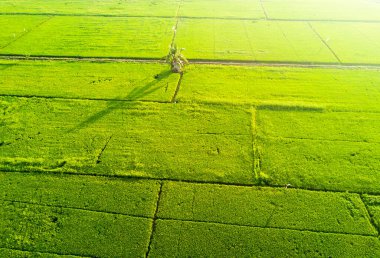 Doğu Asya 'daki yeşil çeltik tarlasının güneş doğarken görüntüsü.