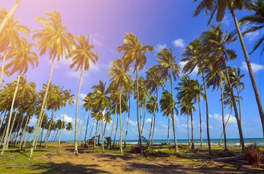 Güney Çin Denizi sahillerinde güzel hindistan cevizi ağaçları oluşumu