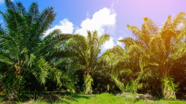 Derin mavi gökyüzünün altında güzel bir palmiye oluşumu
