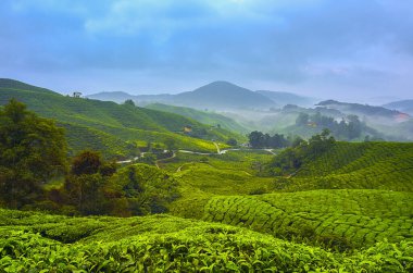 Cameron Highland, Tea Plantation 'da güzel bir gün doğumu manzarası