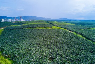 Doğu Asya 'daki petrol palmiyesi plantasyonunun Arial manzarası.