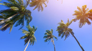 Hindistan cevizi veya bulutlu palmiye ağacı ve mavi gökyüzü ve telif alanı