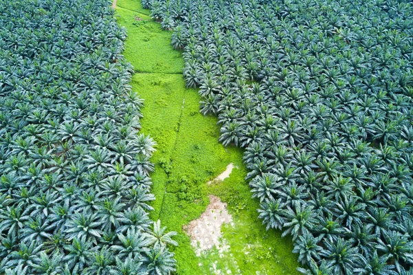 Vue Ariale Plantation Palmiers Huile Asie Est — Photo