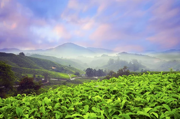 Prachtige Zonsopgang Bij Tea Plantation Cameron Highland — Stockfoto